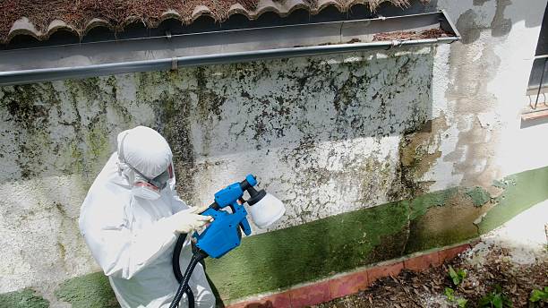 Top rated local Basement Mold Removal specialists in Bainbridge, GA